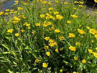 Tongue buttercup, Ranunculus lingua