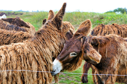 Ile de Re donkeys or Poitou donkeys. Were employed largely as working mules in the island salt industry. Most distinguishing feature of Poitou donkeys is their long shaggy coat, called a cadanette
