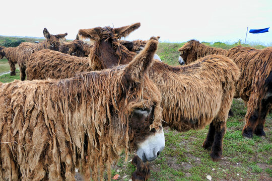 Ile de Re donkeys or Poitou donkeys. Were employed largely as working mules in the island salt industry. Most distinguishing feature of Poitou donkeys is their long shaggy coat, called a cadanette
