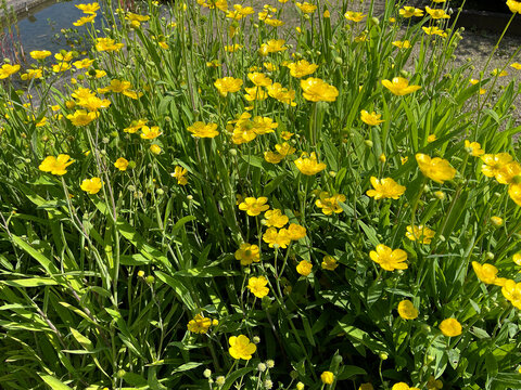Tongue buttercup, Ranunculus lingua