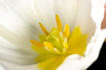 Inner part of white tulip flower bud with smooth delicate petals. Tulips heart with yellow pistil, stamens macro photo. Flowers background for a greeting card. Spring, summer seasonal flora full bloom © vita