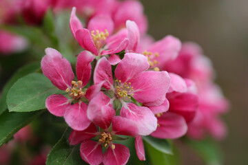 Fototapeta na wymiar Close-up or a vivid pink cherry blossom flowers