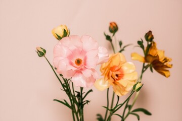 三色のラナンキュラスラックス