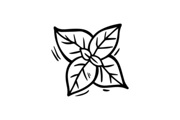 Mint is drawn with a black outline. Vector graphics, sketch. Vector illustration