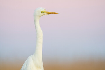 Close up portrait of a Great white heron with a soft coloured background