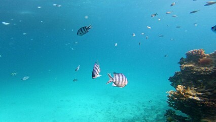 The underwater world of the Red Sea.