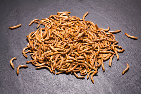 VERS DE FARINE D&Eacute;SHYDRAT&Eacute;S