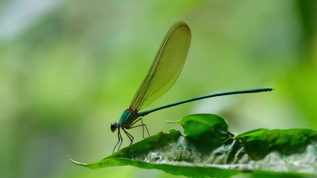 Clear-winged Forest Glory, Vestalis gracilis seen perched on a leaf moving with a gentle wind facing to the left, Khao Yai National Park, Thailand.