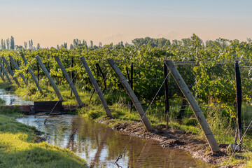 Irrigation canal, next to vineyards of fine grapes at sunset.