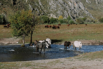 Fototapeta premium wild horses at the waterhole