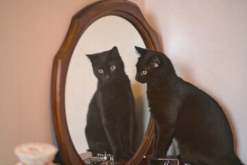 Chat étonné devant le miroir classique