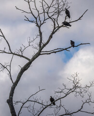 4 Turkey vultures in a tree