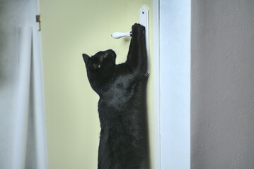 Chat qui essaie d'ouvrir une porte intérieure fermée