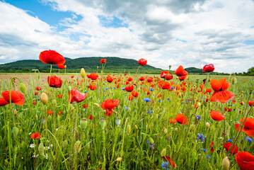 Flowers Red poppies bloom in a wild field near the mountains, the sky is covered with clouds. Glade of red poppies.