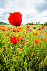 Flowers Red poppies bloom in a wild field near the mountains, the sky is covered with clouds. Glade of red poppies.