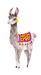 Grey fluffy Alpaca with multicolored beads and a colorful blanket, isolated on a white background. Cute watercolor character for the design of children's illustrations, books,textiles, fairy tales.