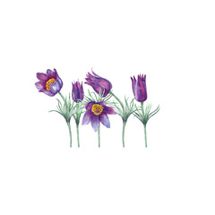 Illustration of spring snowdrops bouquet. Five violet pulsatilla flowers. Watercolor hand painted isolated element on white background.