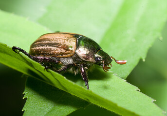 POPILLIA JAPONICA