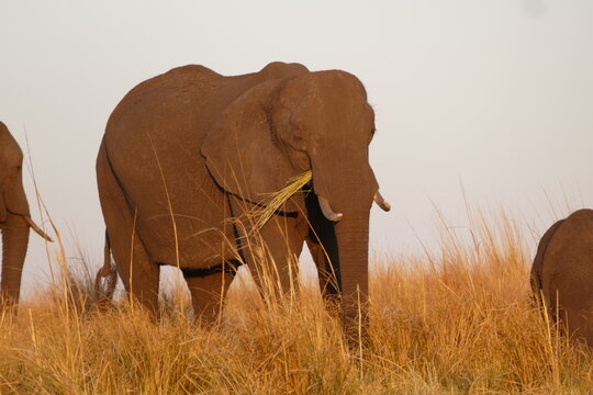 Elefant bei Narungsaufnahme