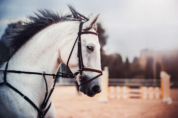 Portrait of a beautiful gray horse with a bridle on its muzzle, which gallops quickly through the...