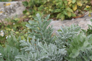 Green foliage of Erice's cornflower (Centaurea erycina)