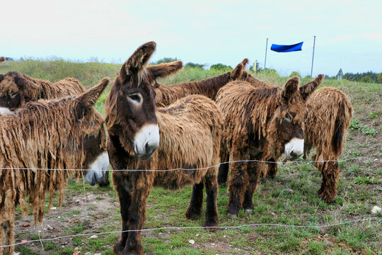 Ile de Re donkeys or Poitou donkeys. Were employed largely as working mules in the island salt industry. Most distinguishing feature of Poitou donkeys is their long shaggy coat, called a cadanette
