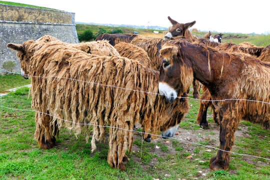 Ile de Re donkeys or Poitou donkeys. Were employed largely as working mules in the island salt industry. Most distinguishing feature of Poitou donkeys is their long shaggy coat, called a cadanette
