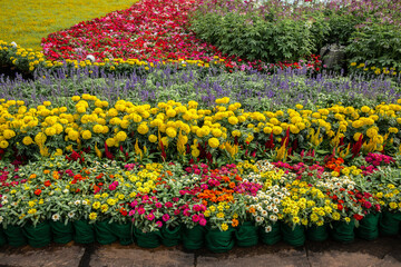 Thailand, Flower, Yellow, Backgrounds, Springtime