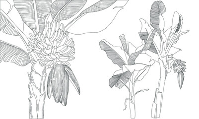 Banana tree garden line art hand drawn realistic botanical drawing. JPG image concept illustration of tropical plant.