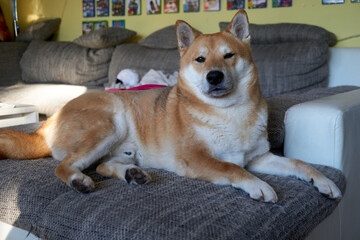 sesame shiba inu dog lying on couch