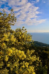 Les mimosas et la mer