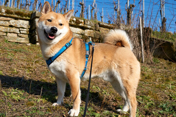 red shiba inu dog posing on a vineyard under blue sky and sunshine