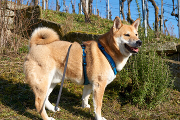 red shiba inu dog posing on a vineyard under blue sky and sunshine