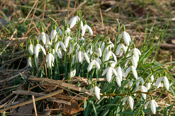 close up of snowdrops in sunshine