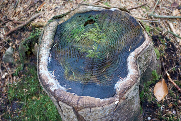 close up of a tree stump with moss in forest