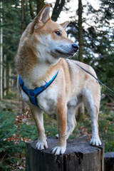 Fototapeta premium red shiba inu dog posing on a tree trunk