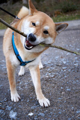 sesame shiba inu dog gnaws on a branch
