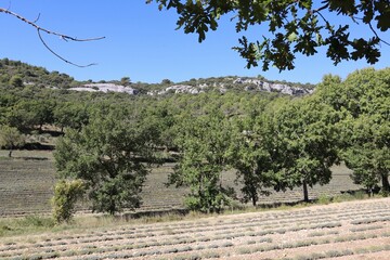 vineyard in region