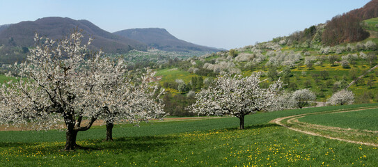 Kirschblüte in Neidlingen,  Schwäbische Alb, Panorama