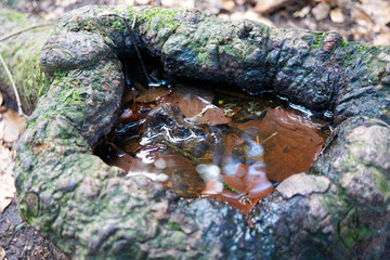 close up of an old tree stump filled with rain water