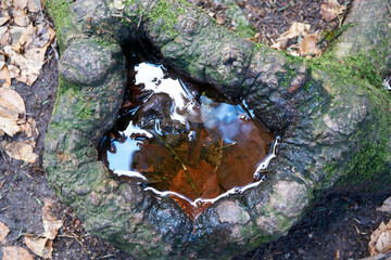 close up of an old tree stump filled with rain water