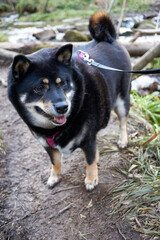 black and tan shiba inu dog posing by the river in the sunshine