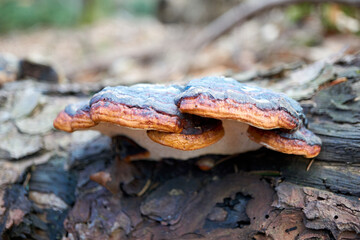 macro shot of a large mushroom on a tree trunk in the forest