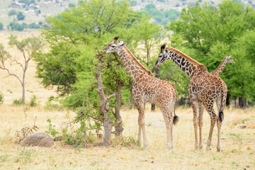 Naklejka na ściany i meble Young giraffe (Giraffa camelopardalis) feeding on an Acacia tree, Serengeti national park, Tanzania.