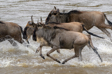 Blue wildebeest, brindled gnu (Connochaetes taurinus) up close, crossing the Mara river during the...
