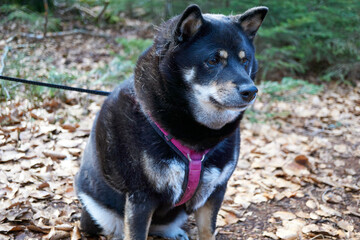 tricolor shiba inu dog posing in forest