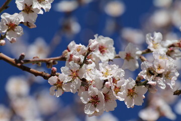 Amandier en fleurs