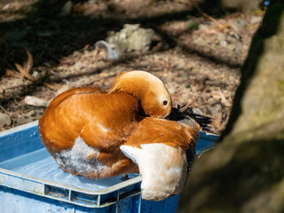 mushrooms on the tree