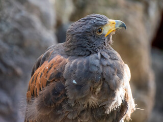 red tailed hawk