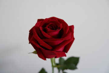 Beautiful red rose petals in natural light stand out against a white background.